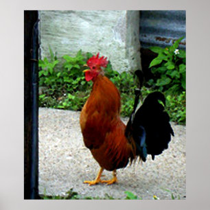 Impressão da galinha do galo da aguarela