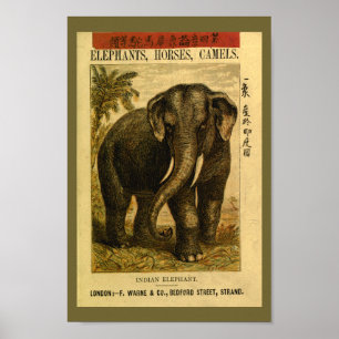 Impressão da história natural de elefante indian