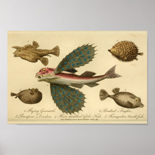 Impressão da história natural de peixes de vôo