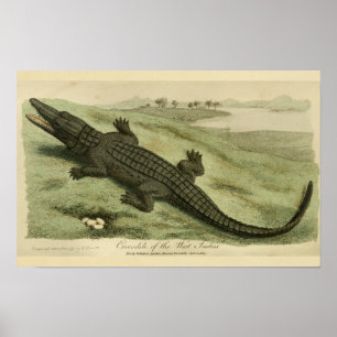 Impressão da história natural do crocodilo das
