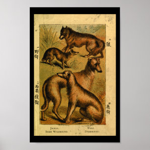 Impressão da história natural do lobo do cão do