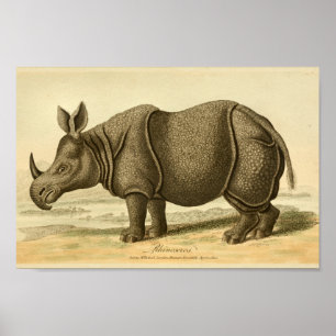 Impressão da história natural do rinoceronte do