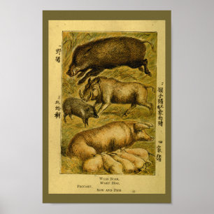 Impressão da história natural do varrão do porc