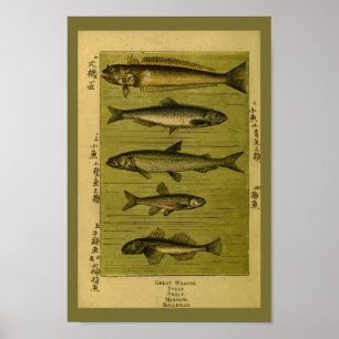 Impressão da história natural dos Minnow do Smel