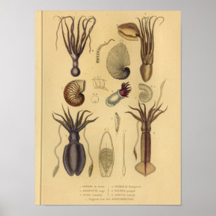 Impressão da ilustração do vintage do nautilus