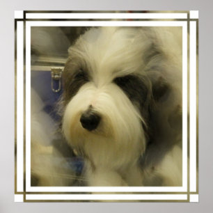 Impressão da imagem do Sheepdog