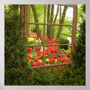 Impressão da janela da Tulip