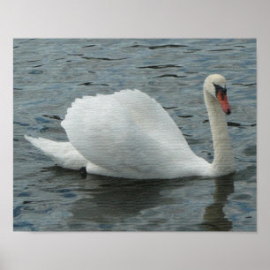 Impressão da natação da cisne