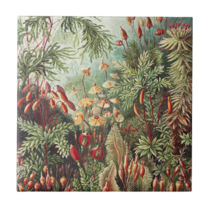 Impressão da Natureza de Musgo de Ernst Haeckel Ac