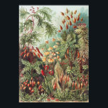 Impressão da Natureza de Musgo de Ernst Haeckel Ac<br><div class="desc">Eleve seu espaço com esta impressão da natureza de musgo de Ernst Haeckel, uma obra-prima da Dark Academia e da decoração maximalista. Originalmente apresentada no clássico de 1904 "Kunstformen der Natur", esta ilustração intrincada mostra a beleza diversa e sobrenatural das Muscinae (musgos). Os verdes exuberantes, vermelhos terrosos e a precisão...</div>