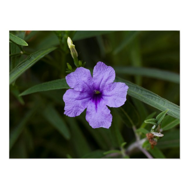 Impressão da Petunia Mexicana Roxa (Frente)