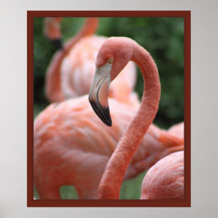 Impressão da pose 20x24 do flamingo - outros