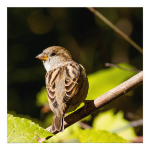Impressão da Praça da Fotografia Sparrow Americana
