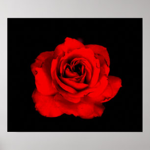 Impressão da rosa vermelha