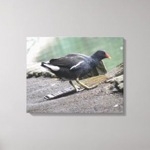 Impressão da tela de desenho do Moorhen