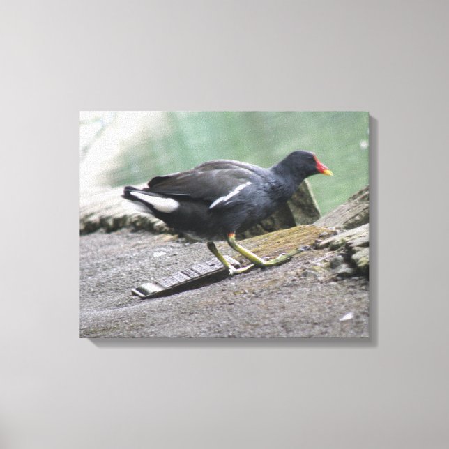 Impressão da tela de desenho do Moorhen (Frente)