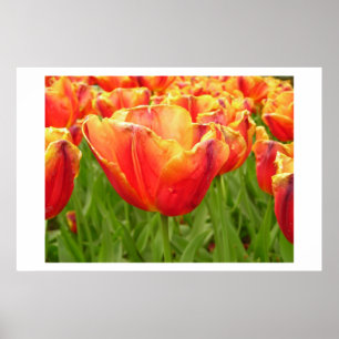 Impressão da tulipa do Firelight