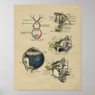 Impressão da Vintage Anatomia Ocular Humana 1902