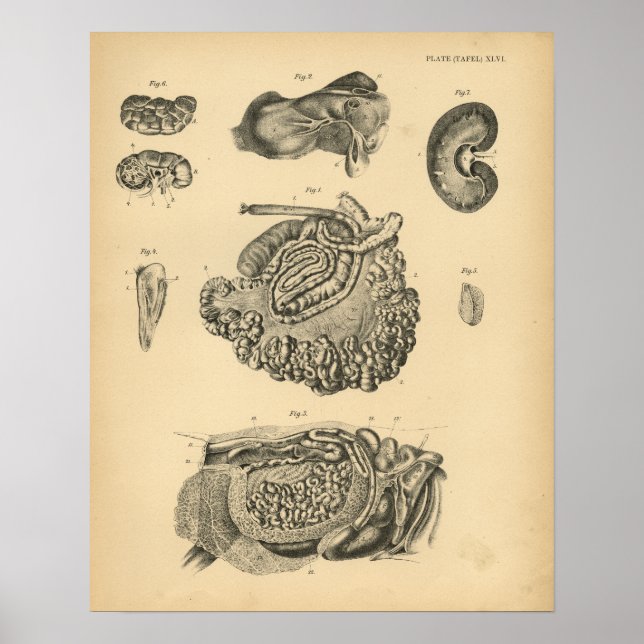 Impressão da Vintage Anatomia Ovina 1908 (Frente)