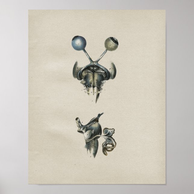 Impressão da Vintage da Anatomia do Cérebro Humano (Frente)