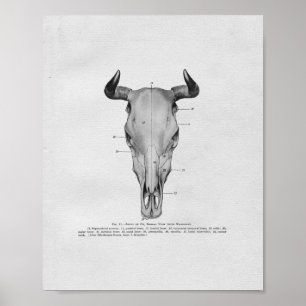 Impressão da Vintage da Anatomia do Crânio da Vaca