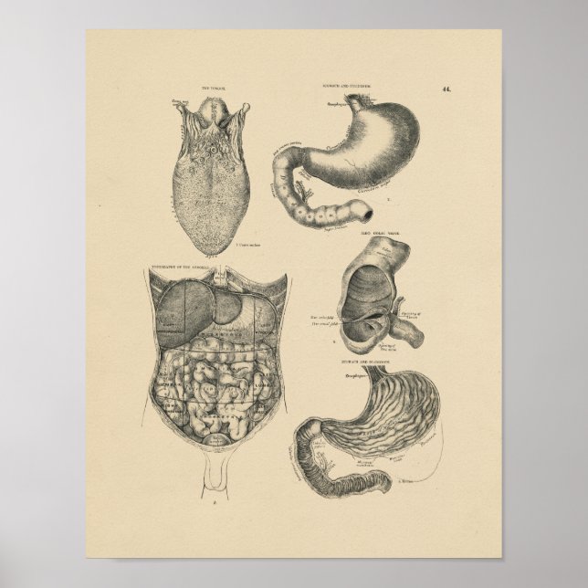 Impressão da Vintage Human Anatomy 1880 (Frente)