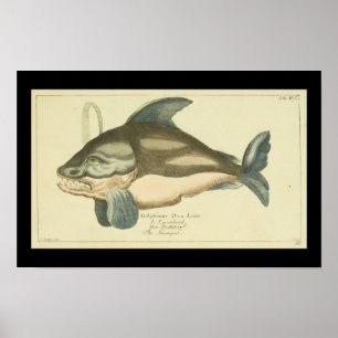Impressão da Vintage Killer Whale Orca