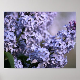 Impressão da visão do Lilac