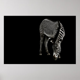 Impressão da zebra P4435