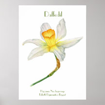 Impressão Daffodil, Papel Poster de Valor (Matte)