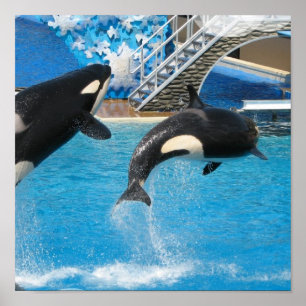 Impressão das baleias da orca