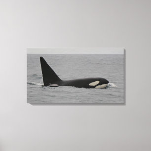 Impressão das canvas da baía de Monterey da orca