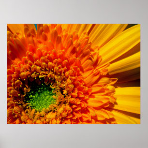 Impressão das canvas da margarida alaranjada
