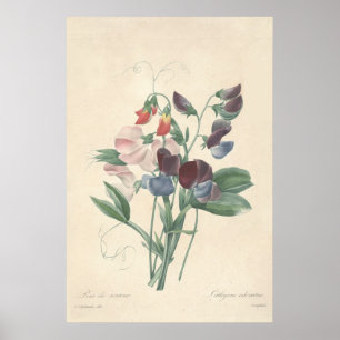 Impressão das canvas das ervilhas doces