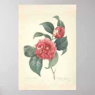Impressão das canvas de Camelia