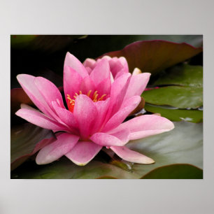 Impressão das canvas de Lilly da água