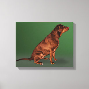 Impressão das canvas do cão de labrador retrieve