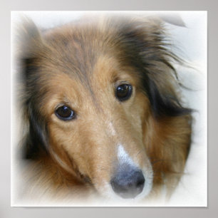 Impressão das canvas do Collie