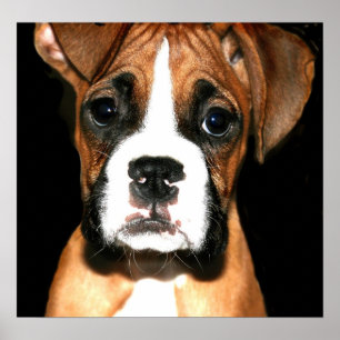 Impressão das canvas do filhote de cachorro do