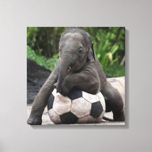 Impressão das canvas do futebol do elefante