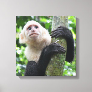 Impressão das canvas do macaco do Capuchin