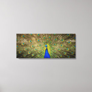 Impressão das canvas do pavão