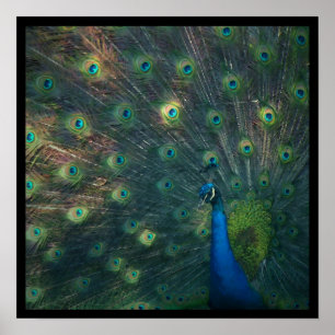 Impressão das canvas do "pavão"
