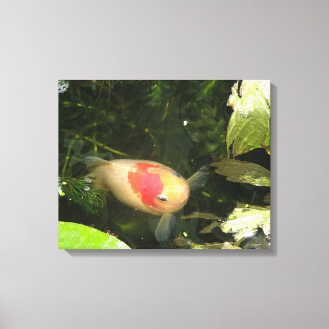 Impressão das canvas do peixe dourado (Frente)