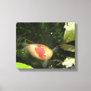Impressão das canvas do peixe dourado