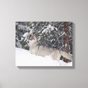 Impressão das canvas do rouco Siberian