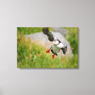 Impressão das canvas do vôo do pássaro do