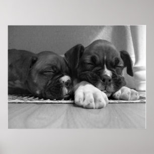 Impressão das canvas dos filhotes de cachorro do