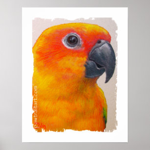 Impressão das canvas - Sun Conure