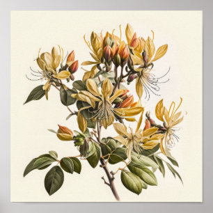 Impressão das Flores de Honeysuckle